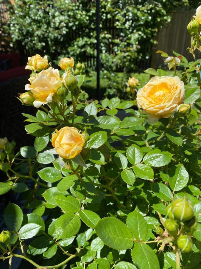 Summer Solstice Bed & Breakfast Niagara-on-the-Lake Екстер'єр фото